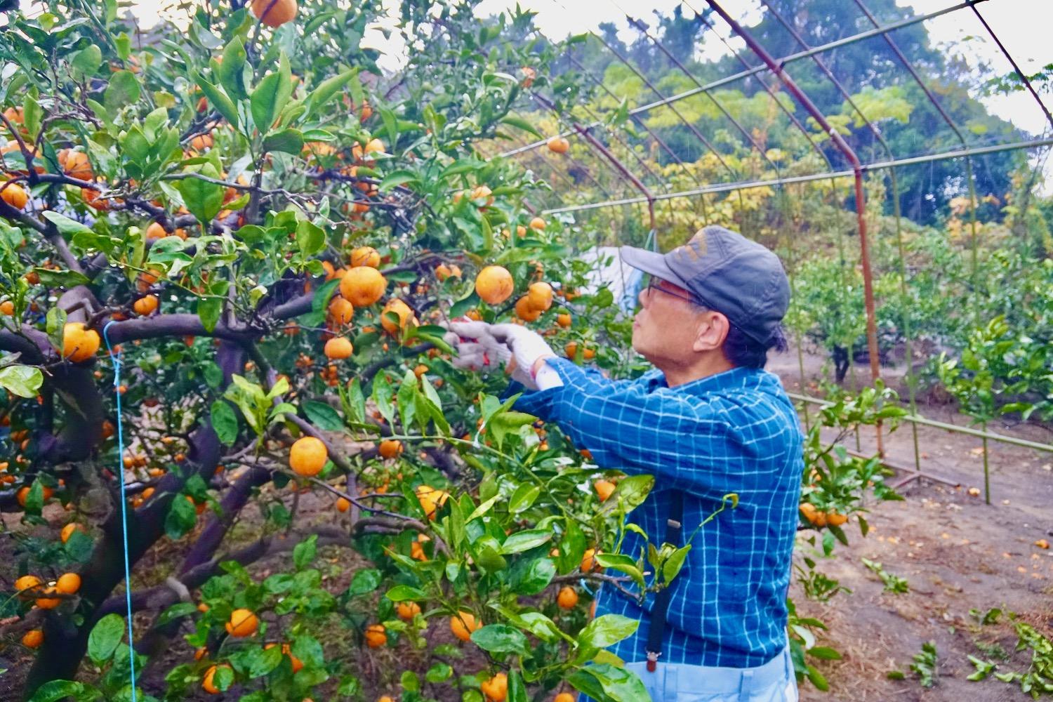 吉原果樹園でみかん狩り-1