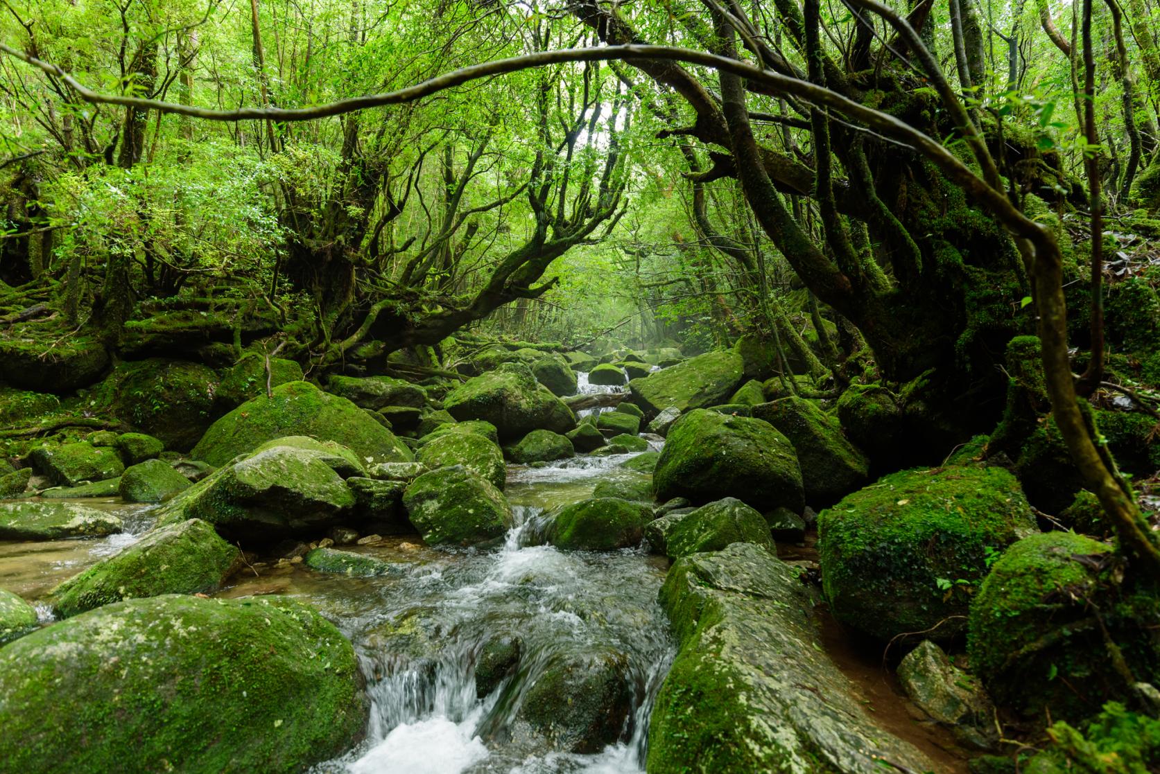 白谷雲水峡-1