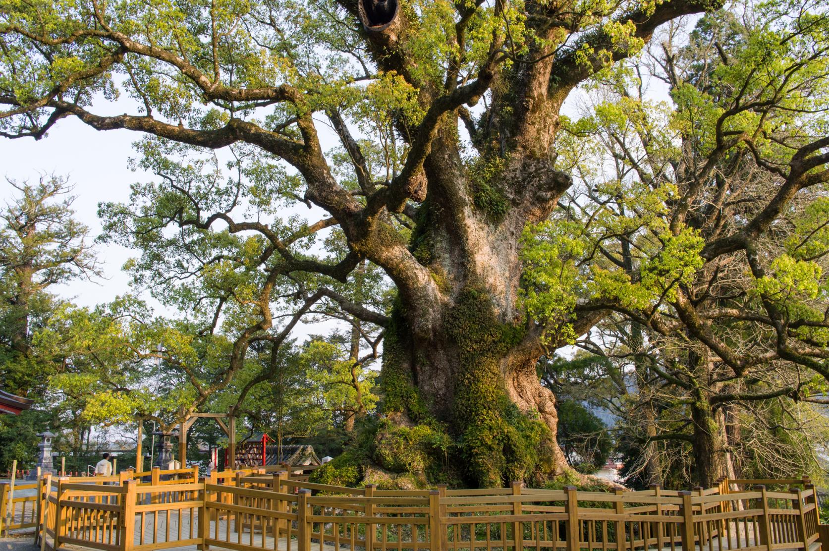 蒲生八幡神社（蒲生の大楠）-1