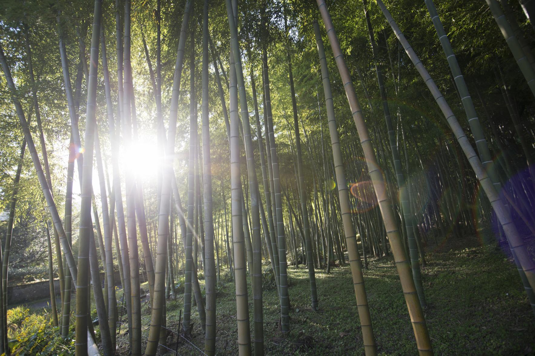 Konan Bamboo Grove-1