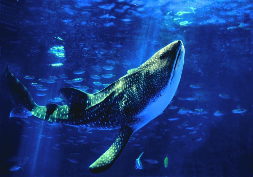 錦江湾で秋の潮風を感じてリフレッシュ！定番のかごしま水族館も-0