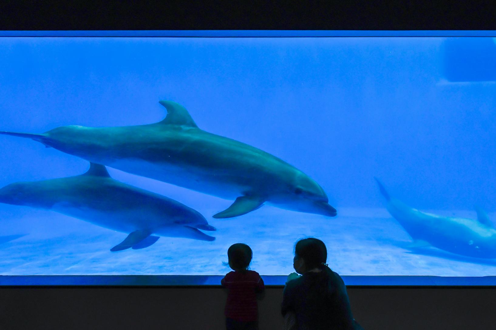 いおワールドかごしま水族館-2