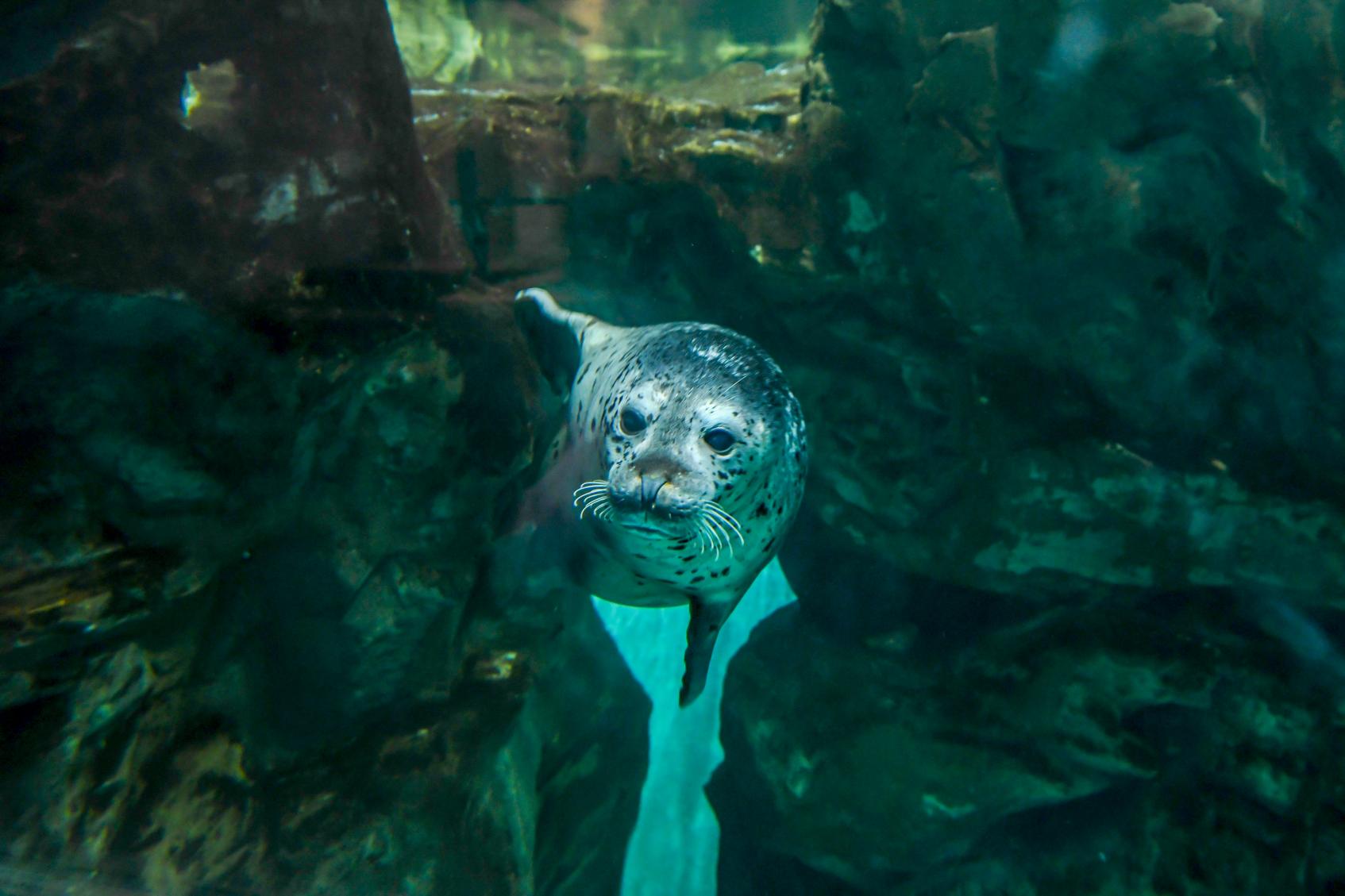 いおワールドかごしま水族館-1