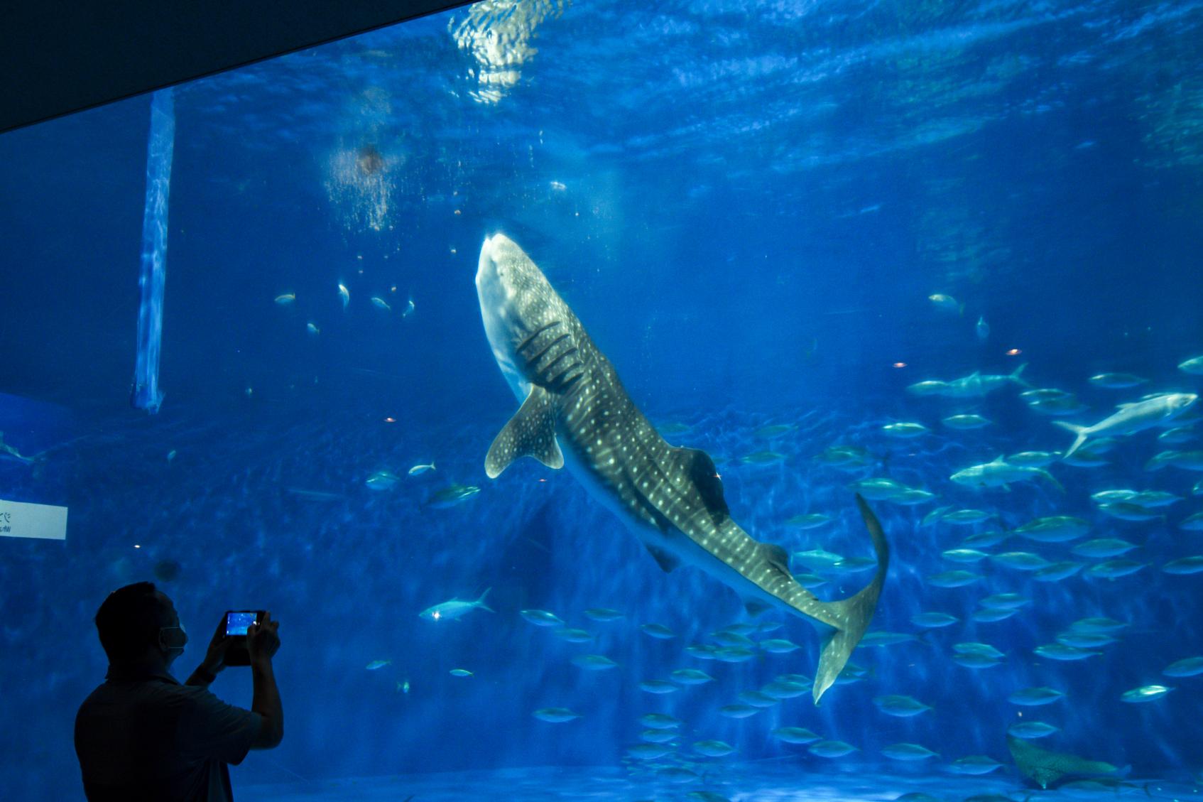 いおワールドかごしま水族館-0