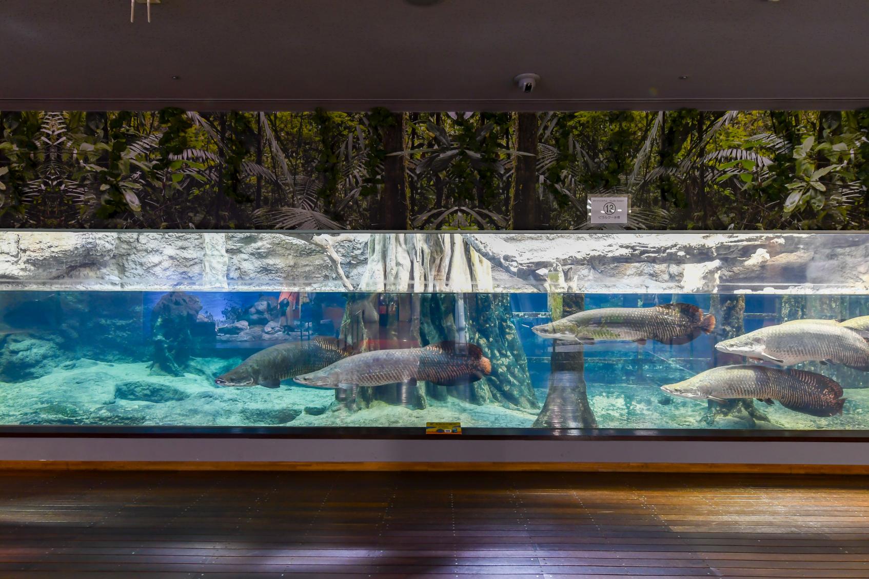 いおワールドかごしま水族館-4