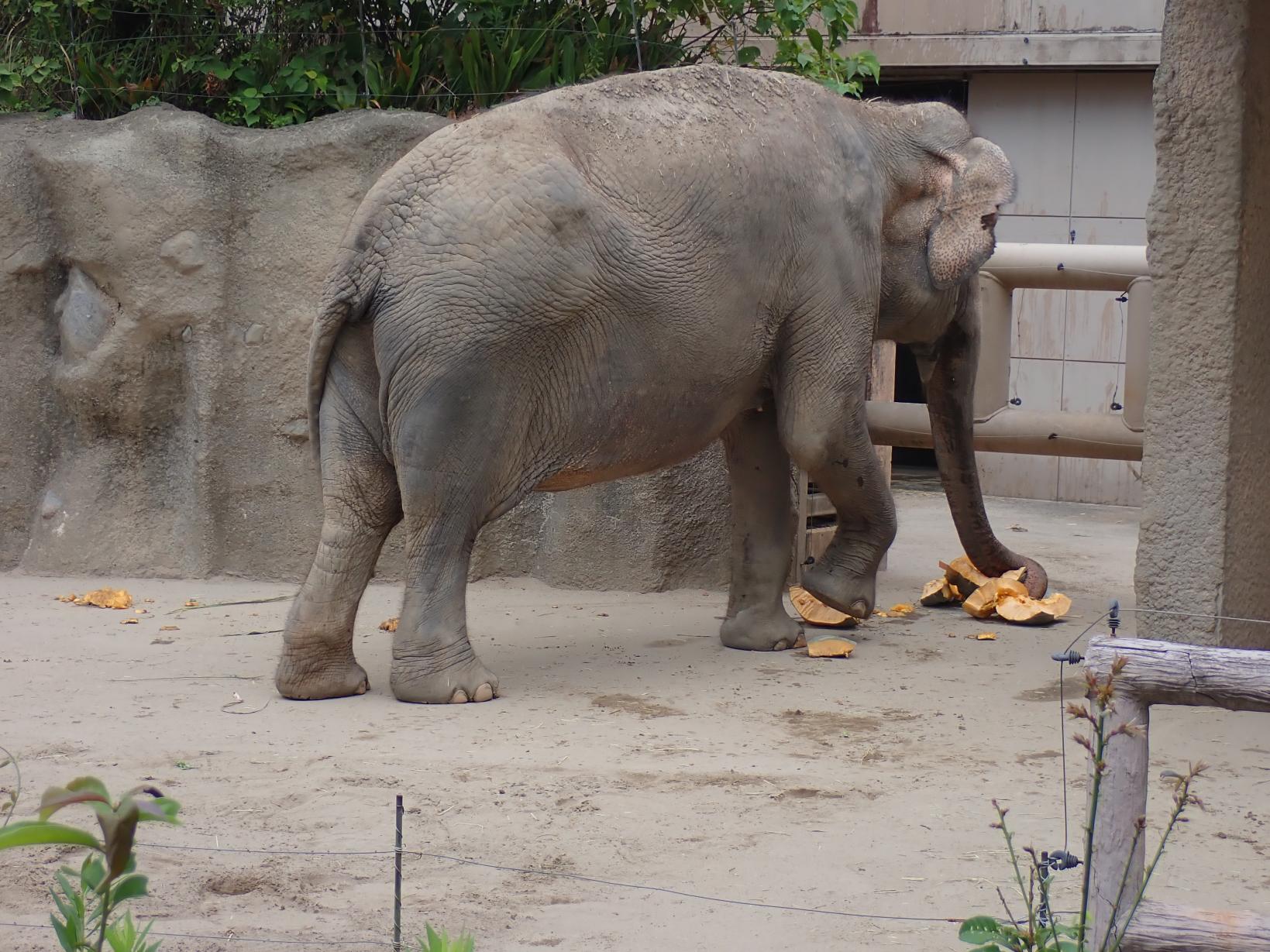 秋の平川動物公園まつり-2