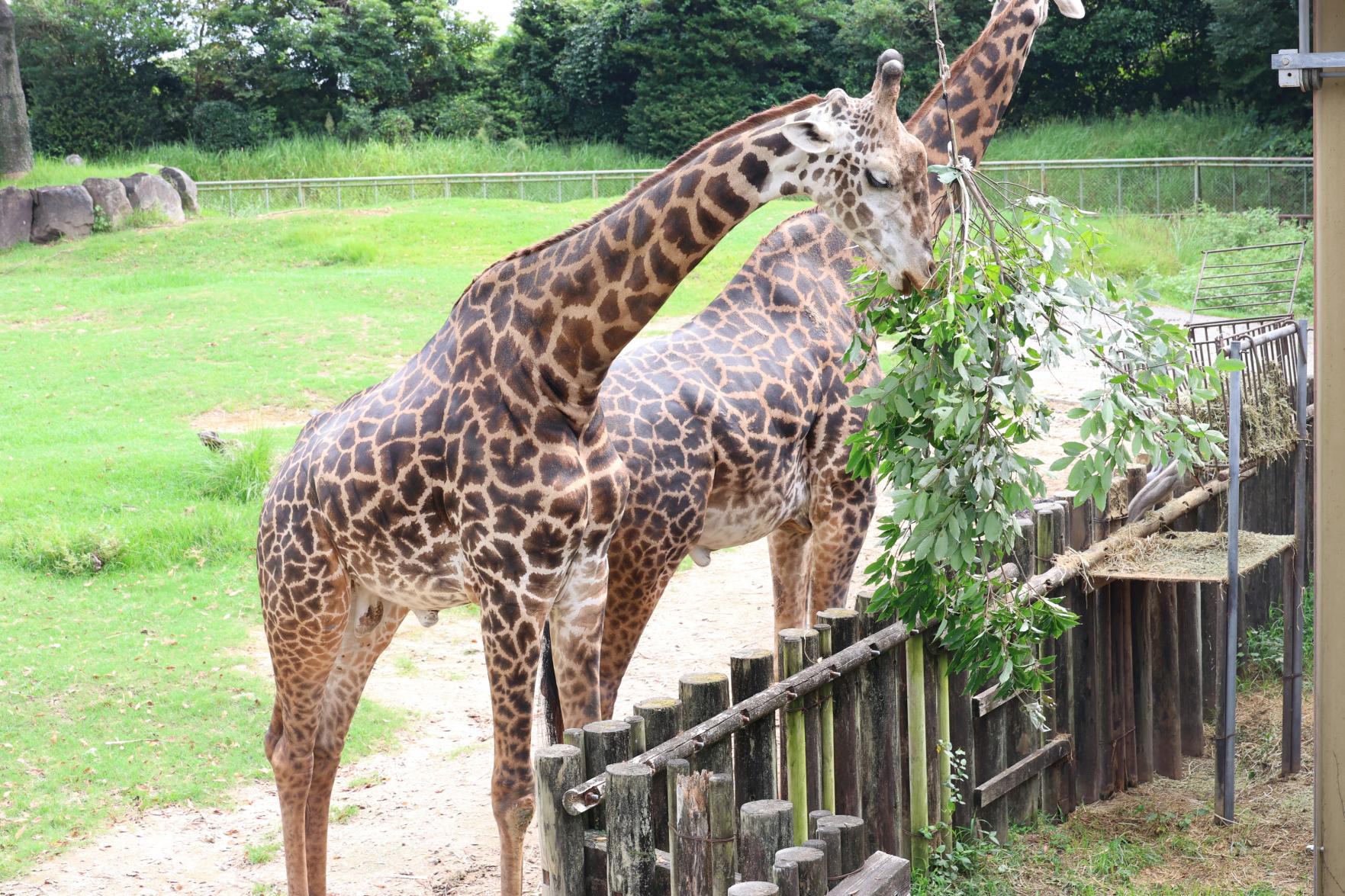 秋の平川動物公園まつり-0