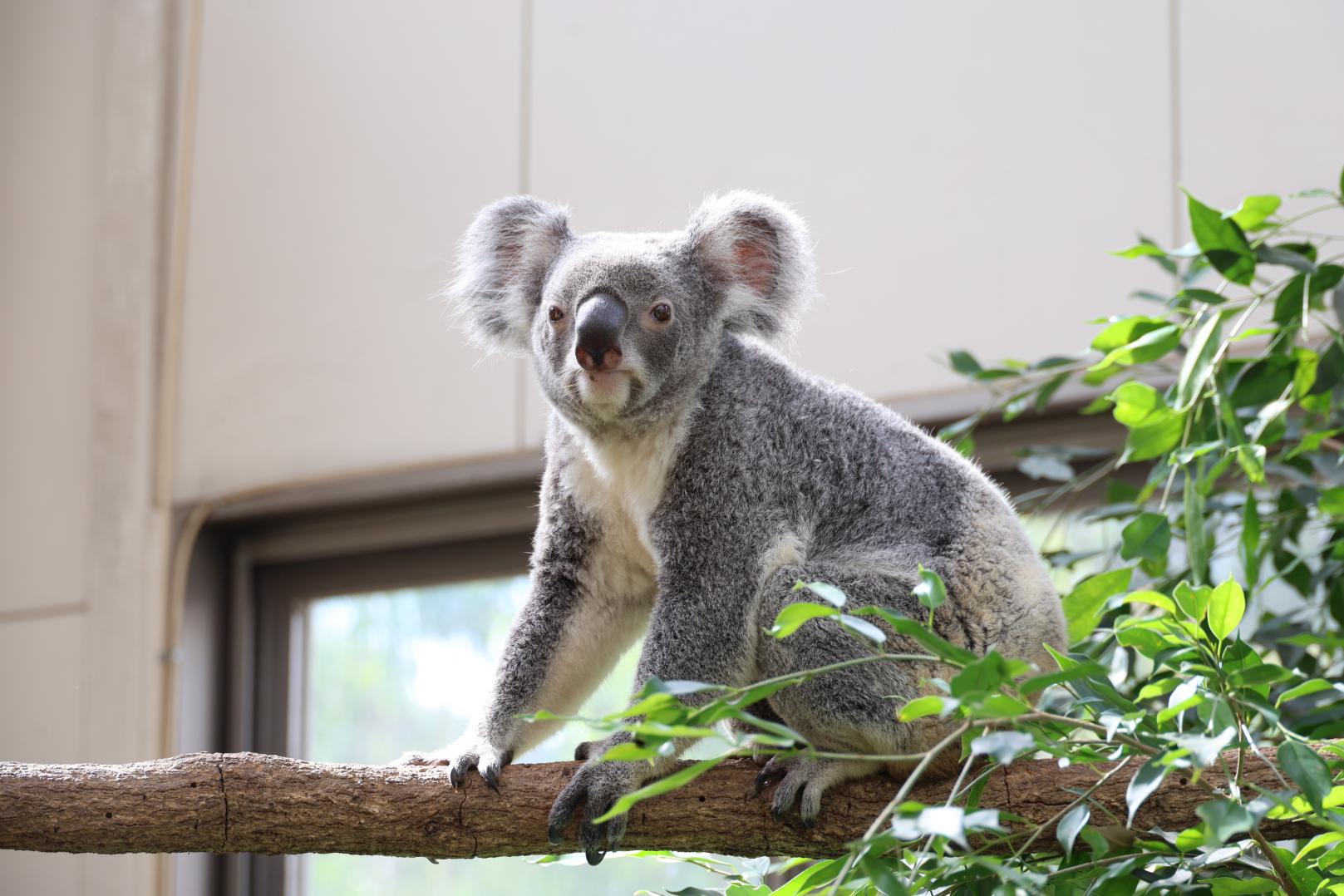 秋の平川動物公園まつり-4