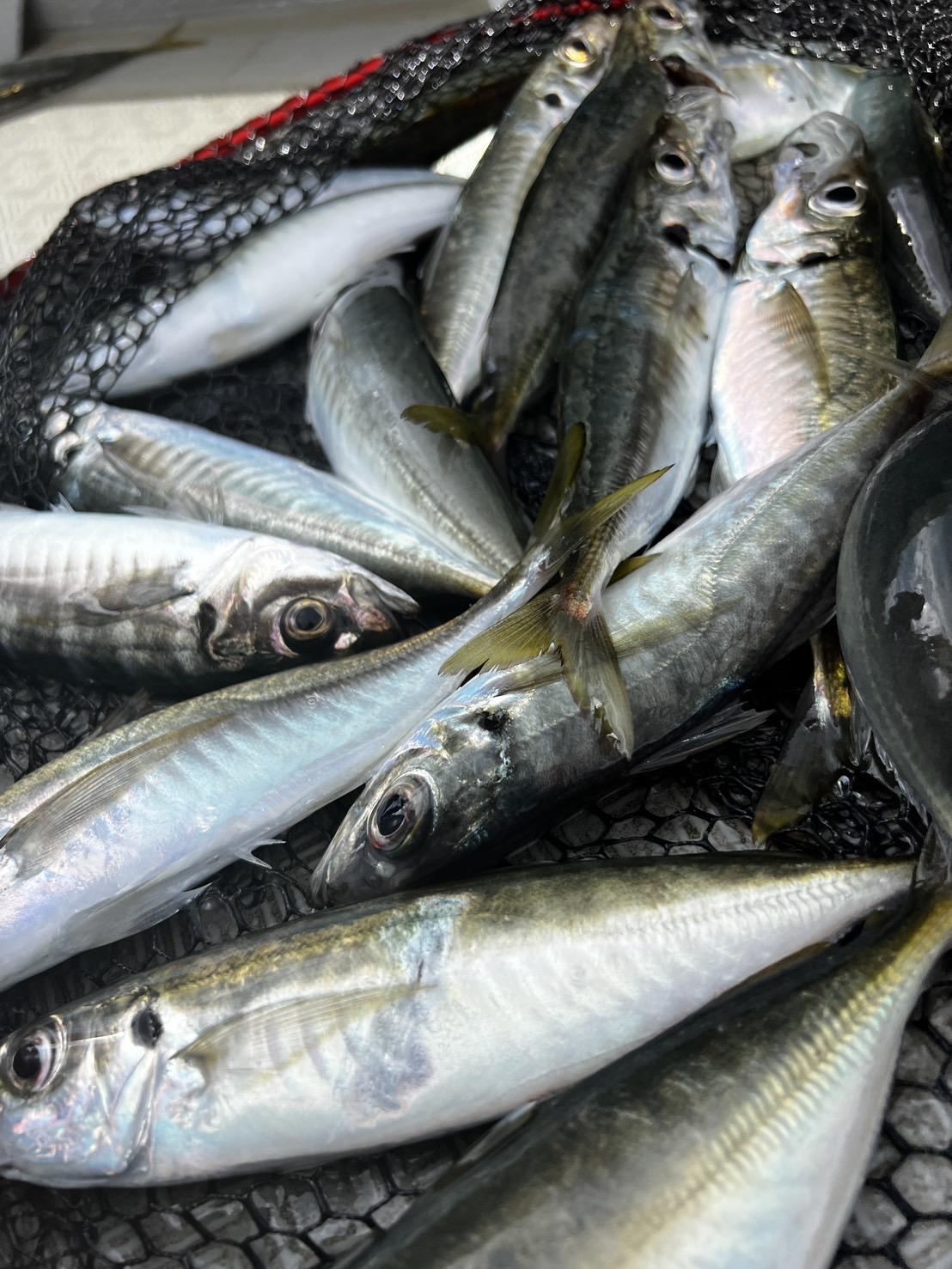 秋の錦江湾で最高の釣り体験！「日登美丸」のボートフィッシング-5