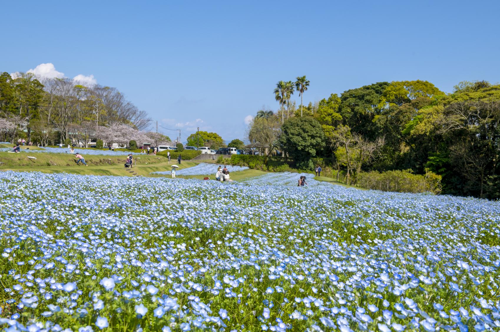 A special nature spot where visitors can feel the seasonal change of Kagoshima, its history and culture-1