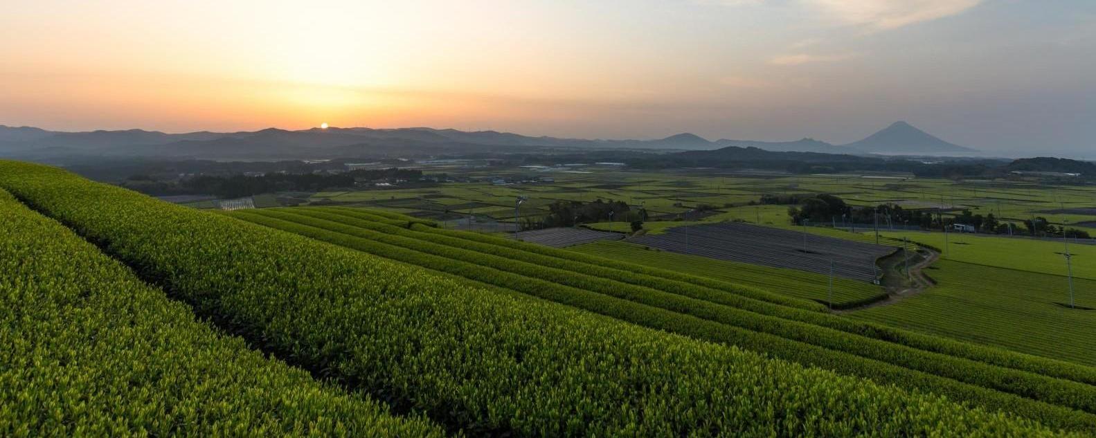 さわやかな香りとコクのある「かごしま茶」でほっと一息-1