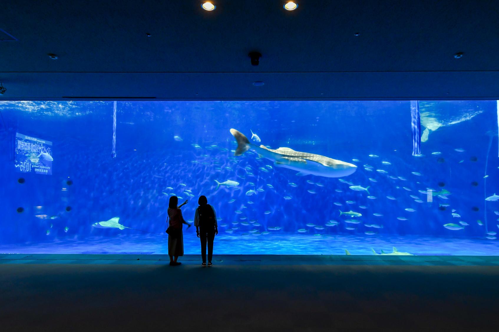 IO WORLD 鹿儿岛水族馆-1