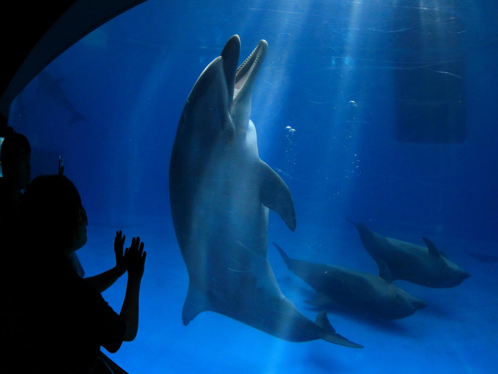 IO WORLD 鹿儿岛水族馆-4