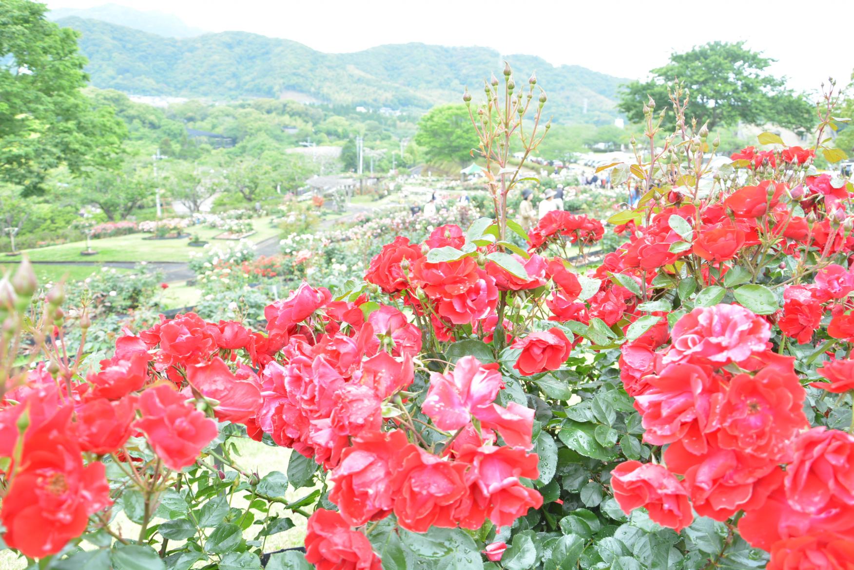 긴코완 공원 꽃 축제-7