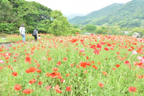 긴코완 공원 꽃 축제-8