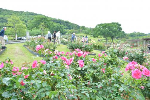 긴코완 공원 꽃 축제-6