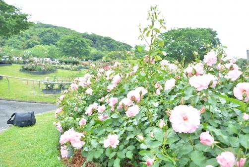 긴코완 공원 꽃 축제-5