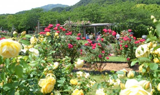 긴코완 공원 꽃 축제-2