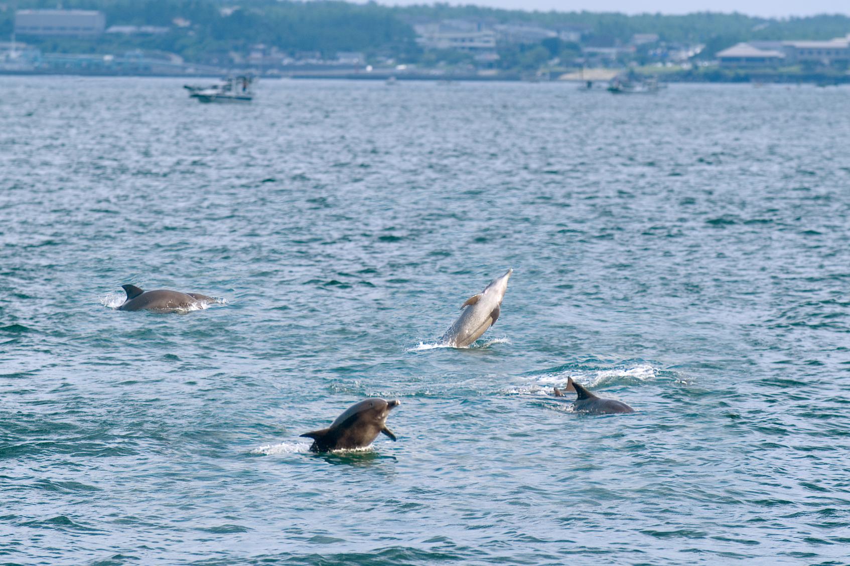 Kagoshima city Blue Marine Cab Dolphin watching & Cruising-1