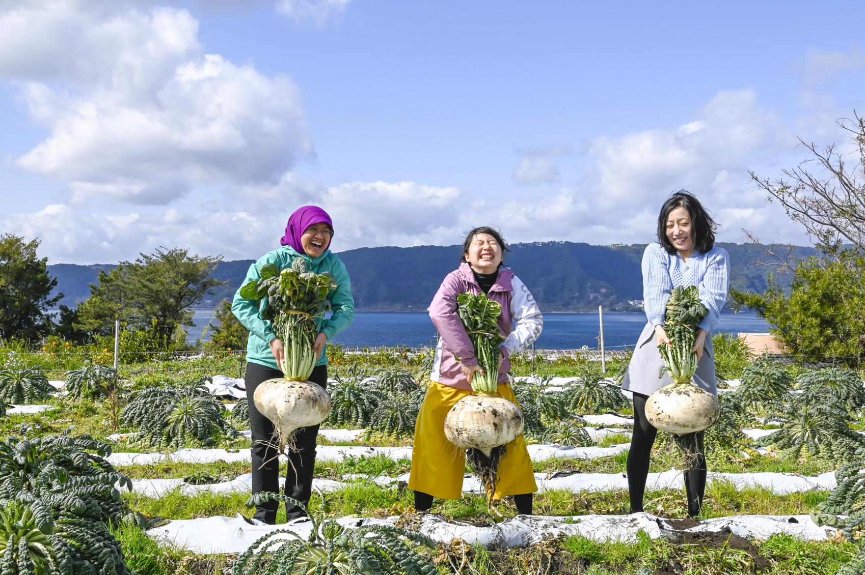 桜島大根の収穫体験