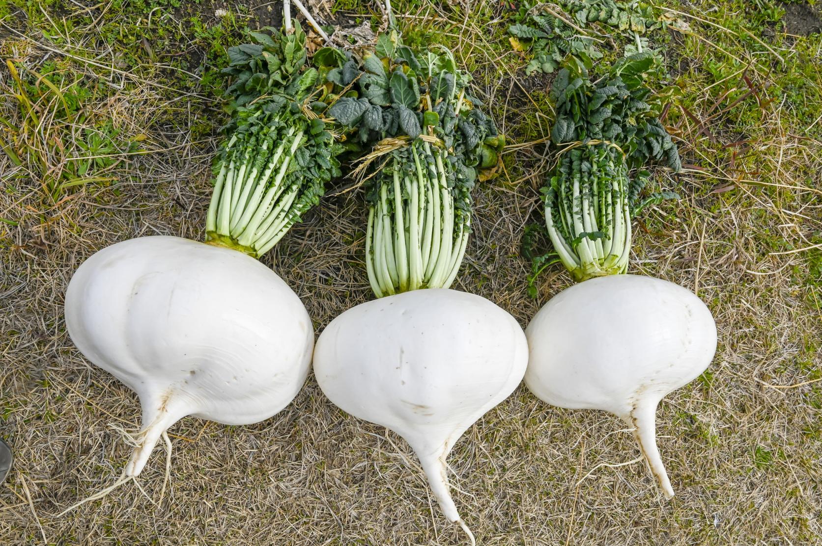 桜島だいこんフェア