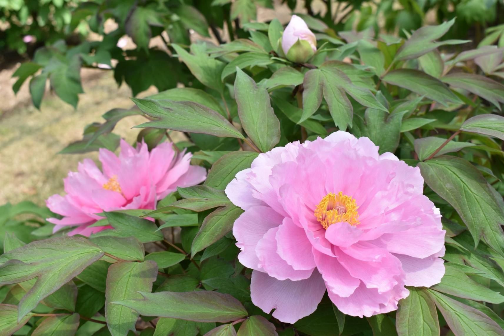 第11回ぼたんまつり