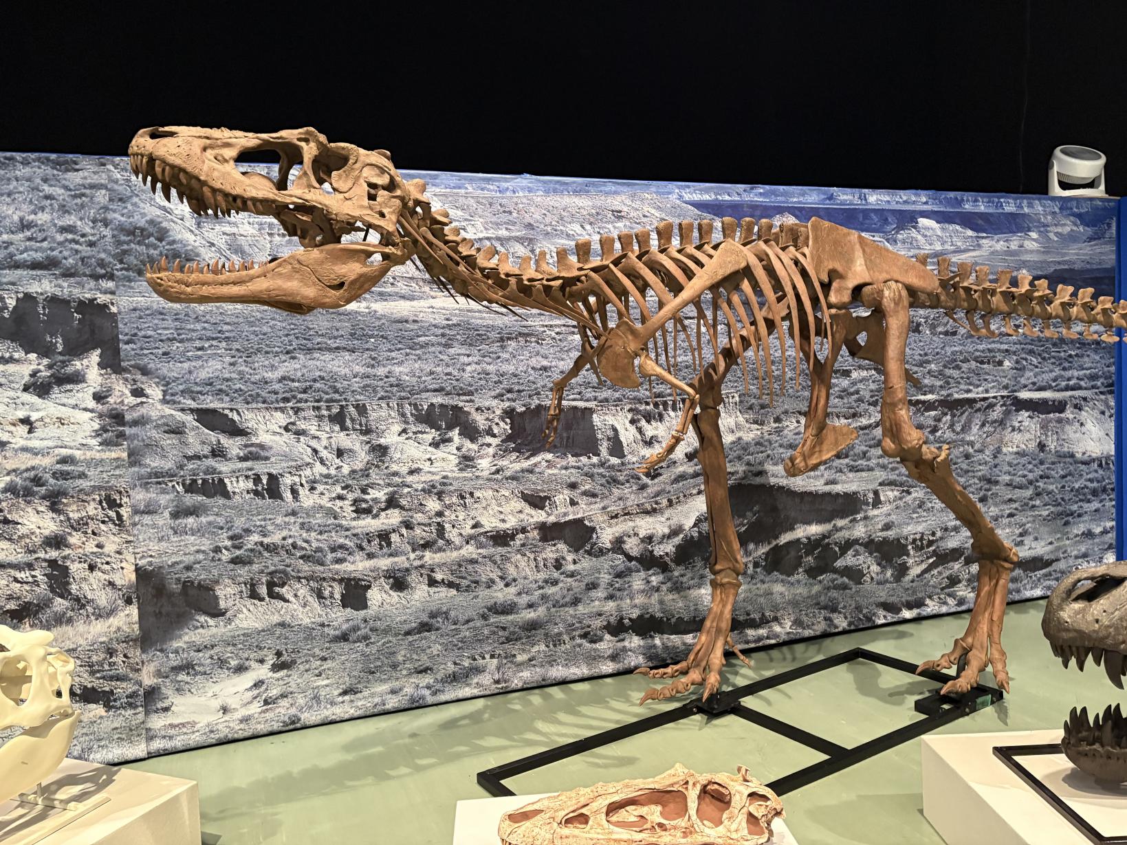 南日本新聞社創立145年記念　大恐竜展2026-1